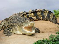 crocodiletripgoa