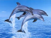 dolphinetripgoa